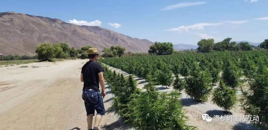 老年人市场十大热门商机