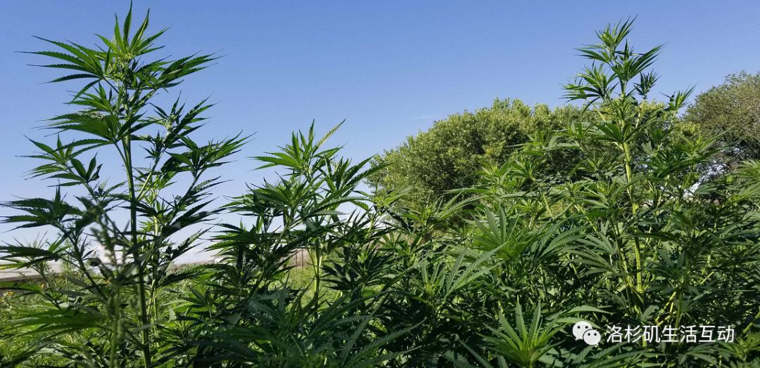 老年人市场十大热门商机