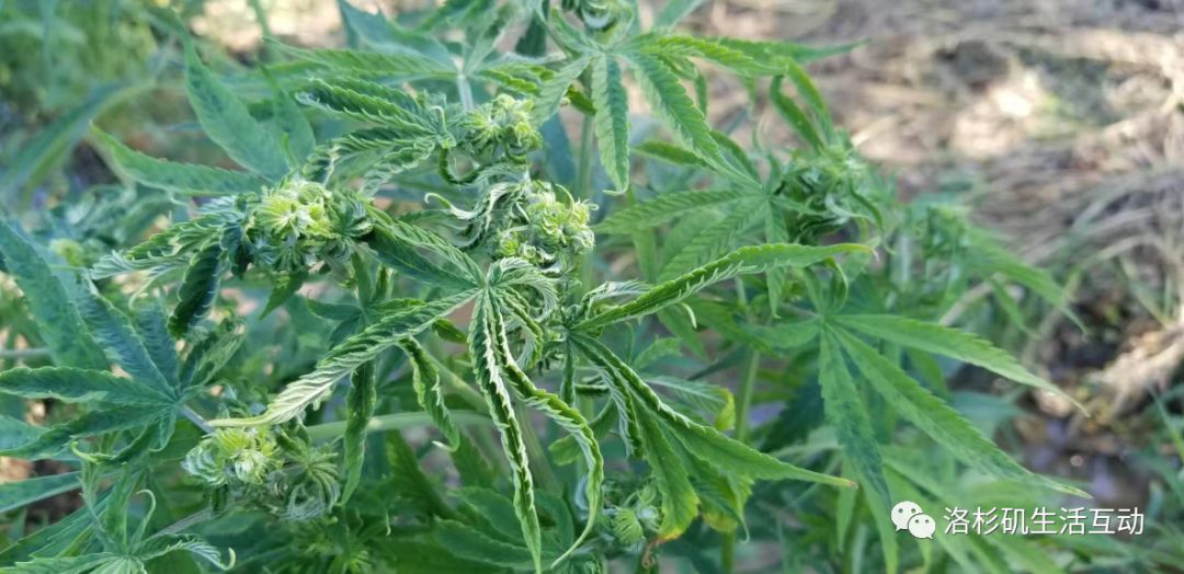 老年人市场十大热门商机