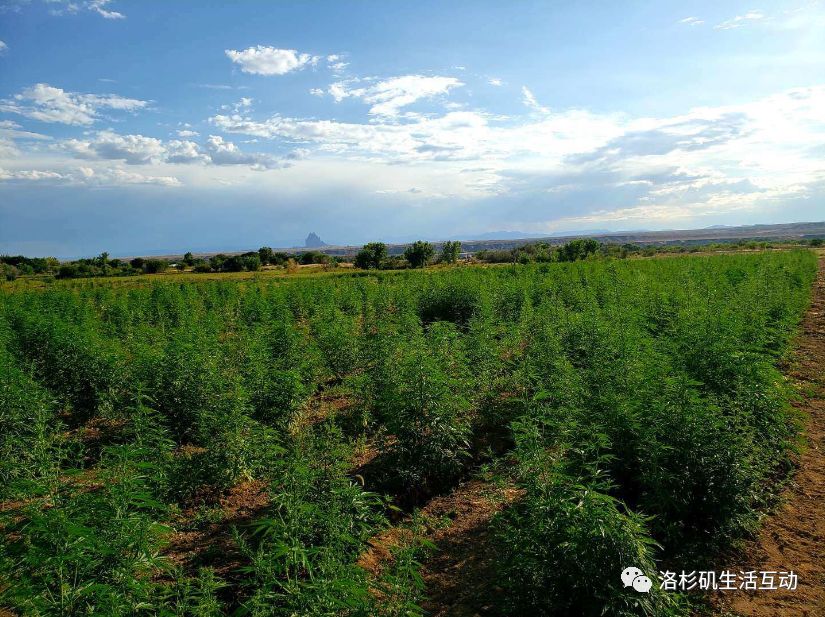 老年人市场十大热门商机