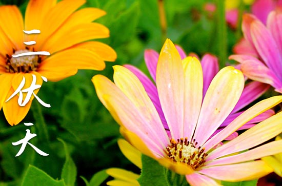 2024三伏天从什么时候开始至结束 三伏天吃什么最好