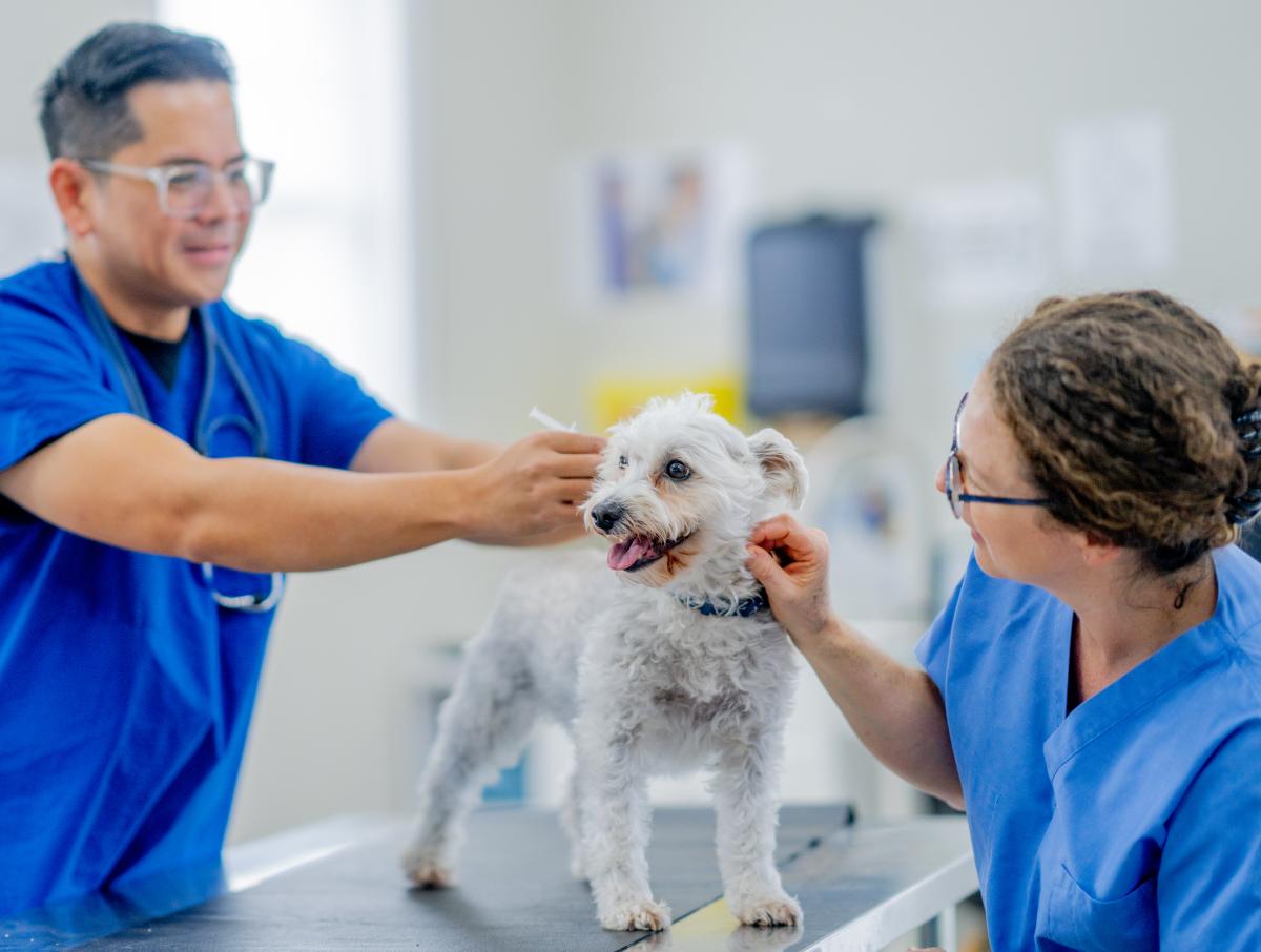 宠物交易平台哪个好 宠物交易平台哪个好