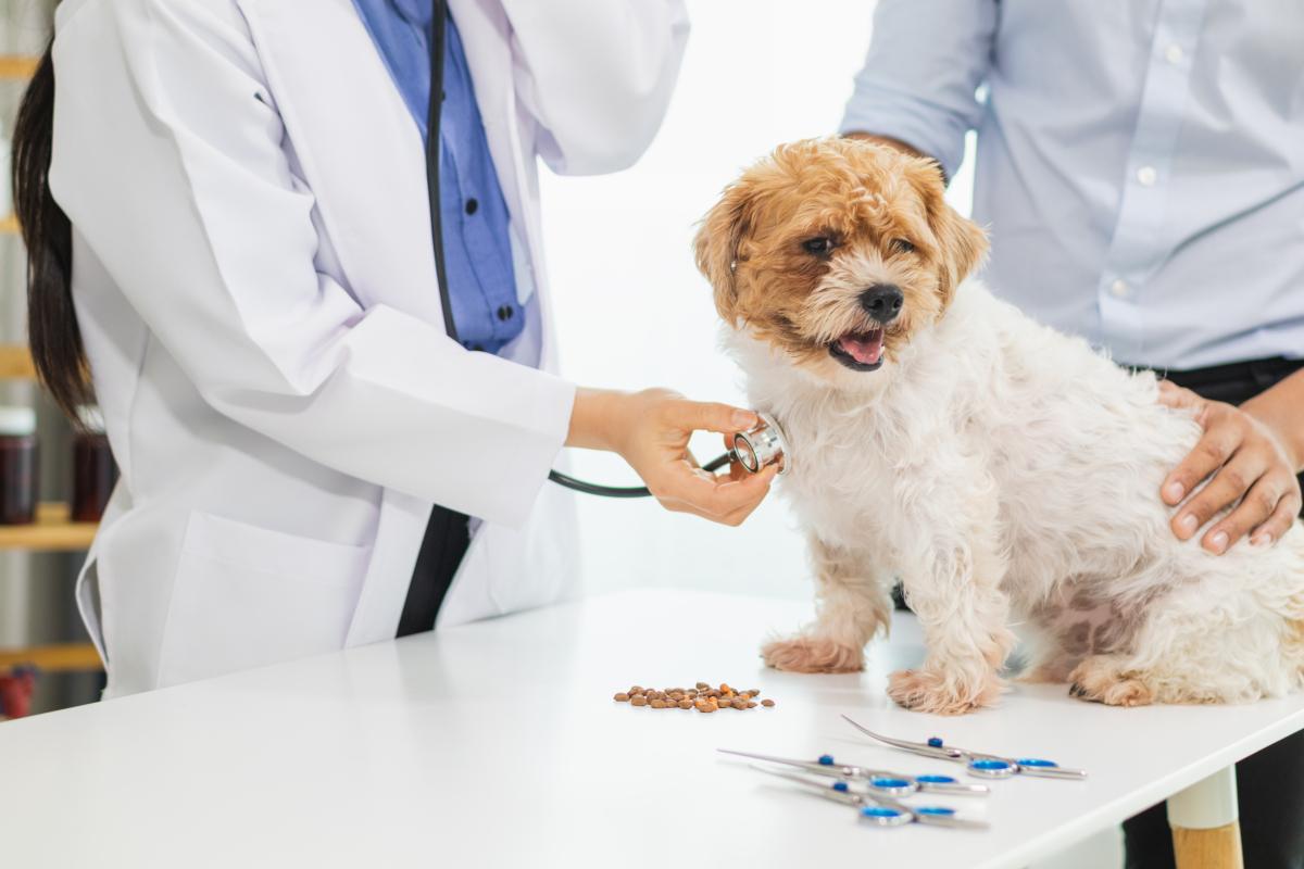 宠物交易平台哪个好 宠物交易平台哪个好