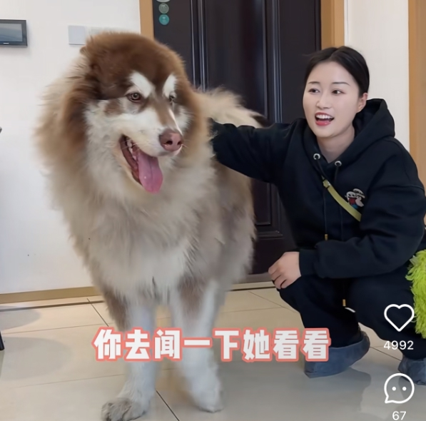 哪里可以培训宠物殡葬师