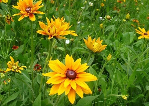 五行缺什么怎么算