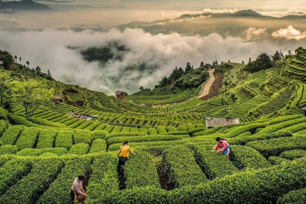 农产品电商平台有哪些?