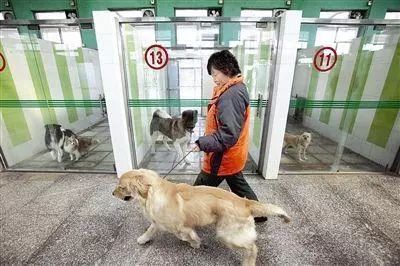 宠物寄养一般怎么收费
