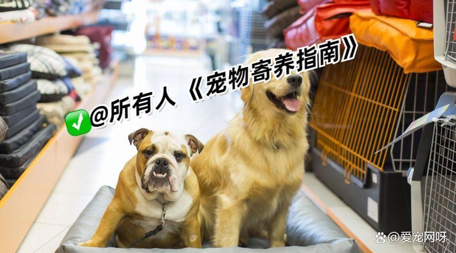 宠物寄养一般怎么收费