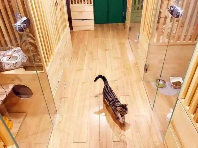宠物寄养服务市场现状