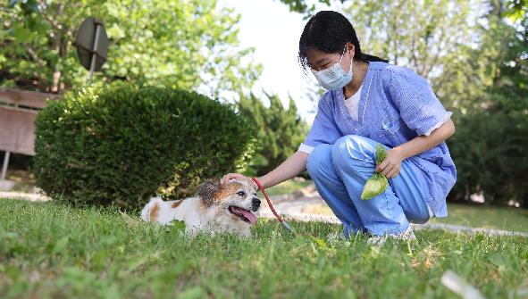宠物代遛项目介绍