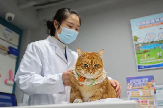 2025年最建议买的车