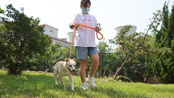 宠物代遛项目介绍