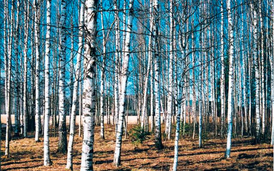 白桦汁用什么做的