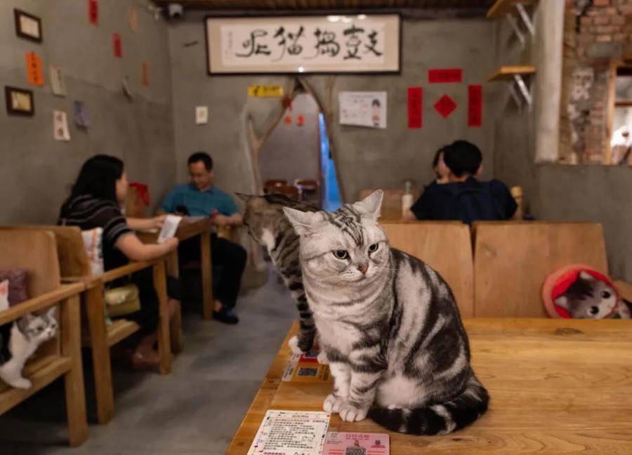 宠物临终关怀现状