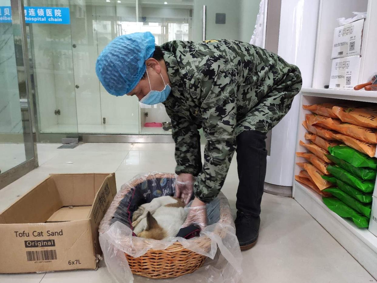 宠物临终关怀包括哪些