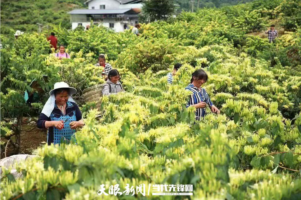 进口医药牙膏