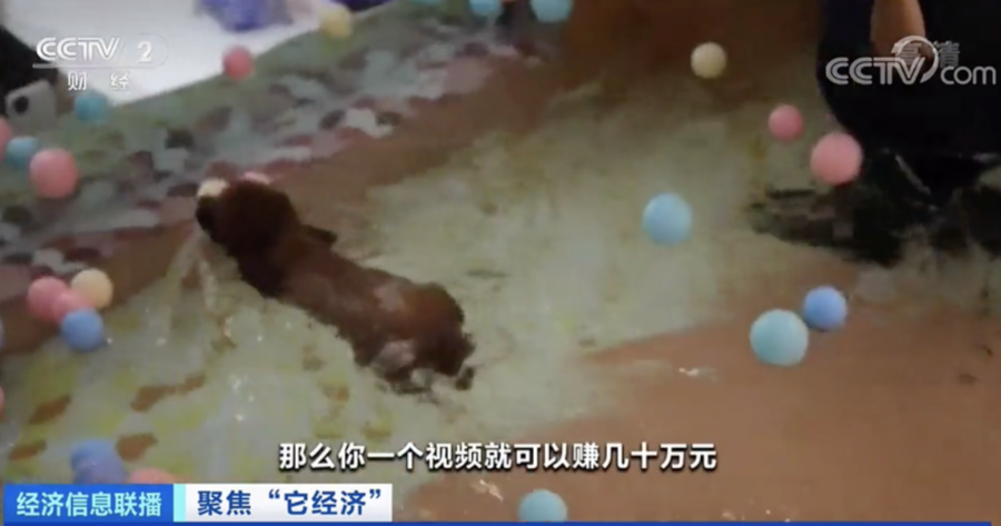 十大赚钱的短视
