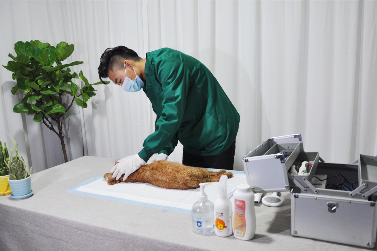 宠物临终关怀包括哪些