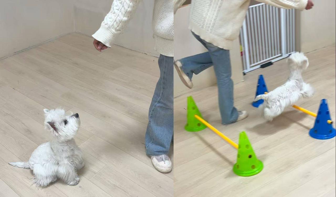 宠物托儿所怎么样