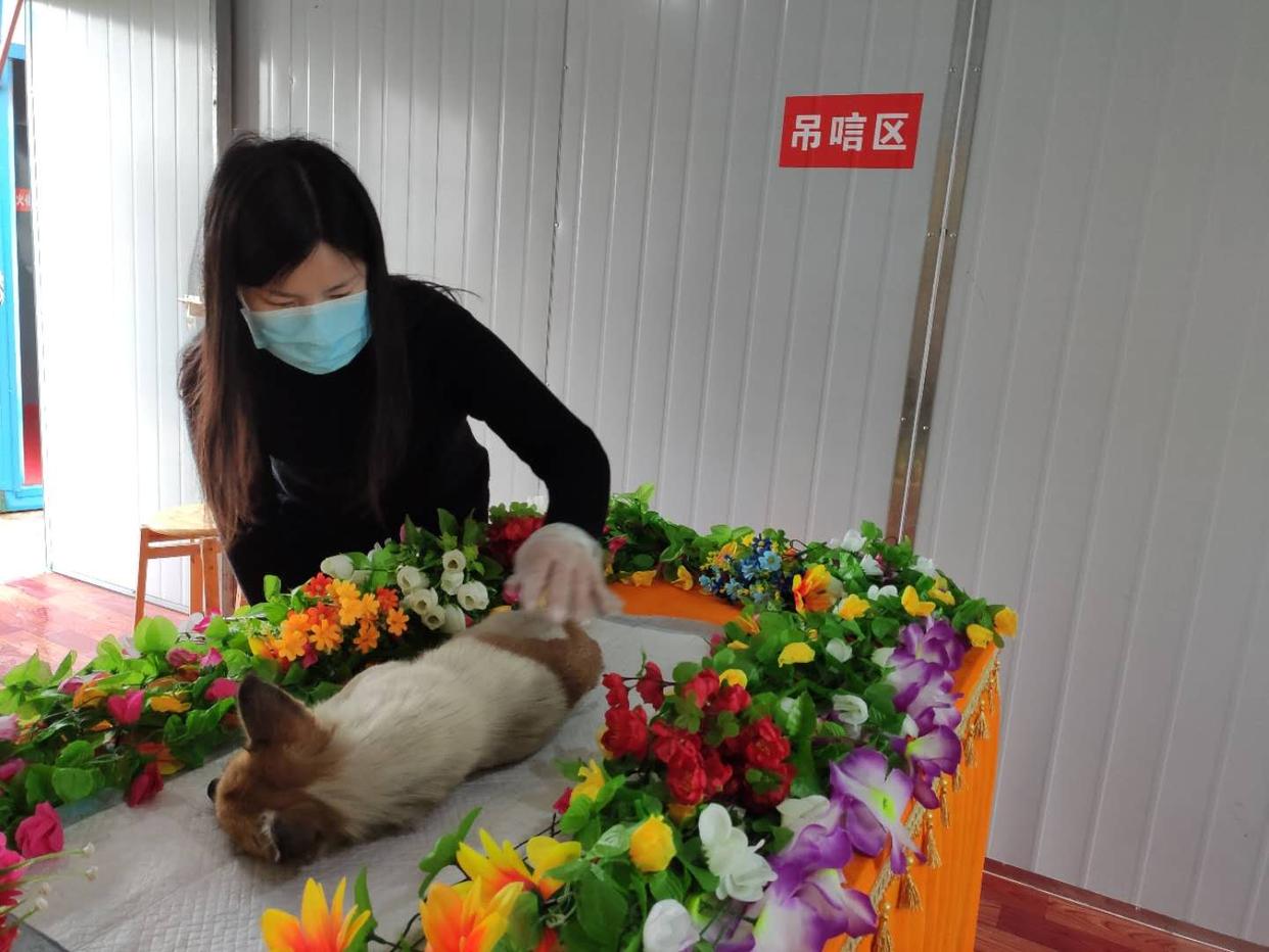 宠物临终关怀包括哪些