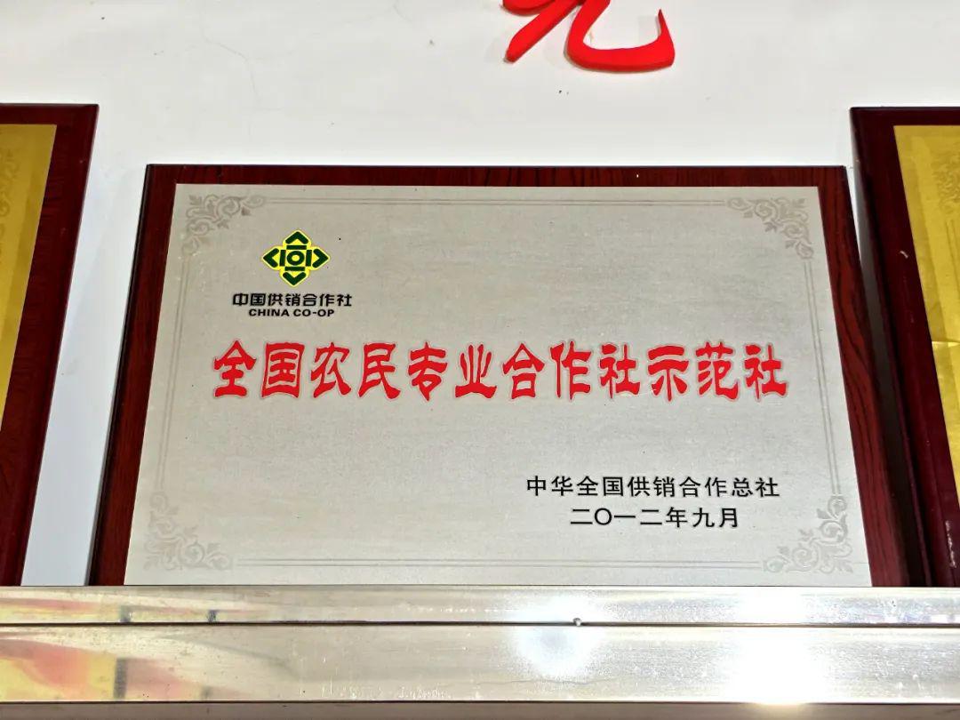 农村合作社怎么挣钱