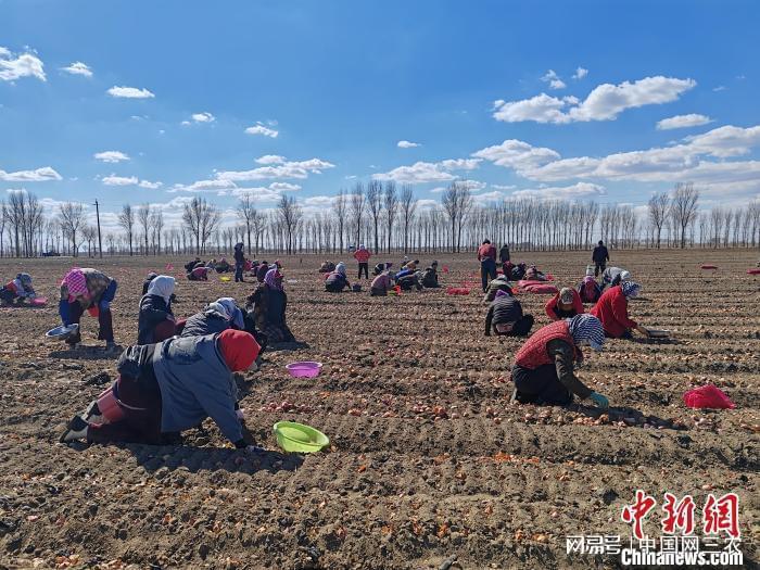 农村合作社怎么挣钱