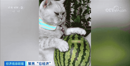 十大赚钱的短视