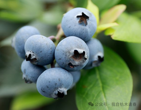 10种顶级抗衰老食物