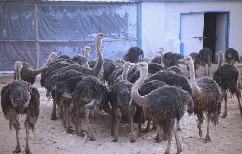 农村人的钱这么好赚