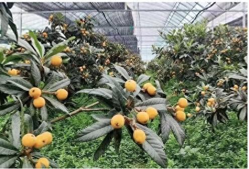 土特产的发展现状和趋势