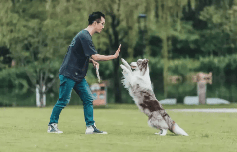 伴宠师需要资格证吗