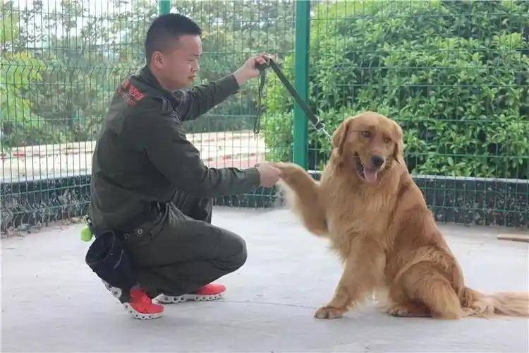 伴宠师需要资格证吗