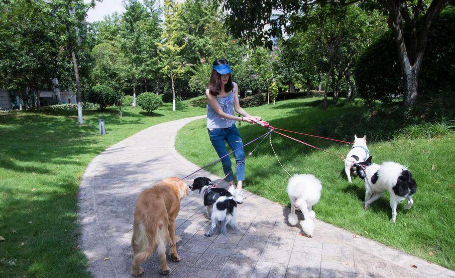 伴宠师需要资格证吗