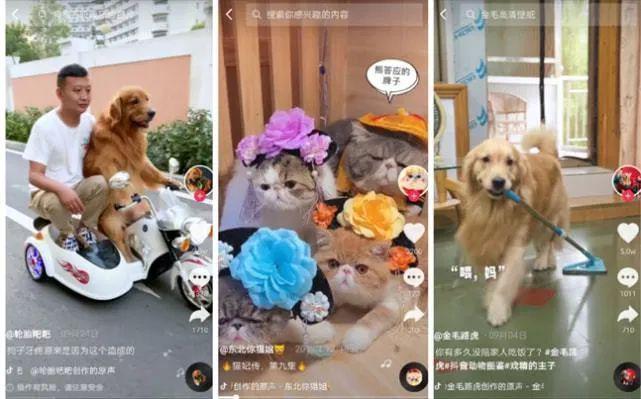 伴宠师需要资格证吗