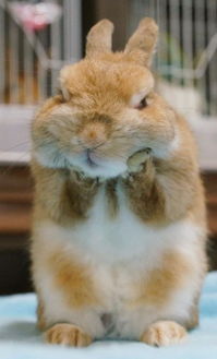 适合室内养的50种动物