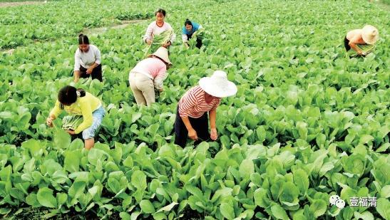 台青农拎包创业 台青农拎包创业