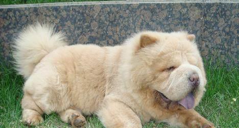 适合室内养的50种动物